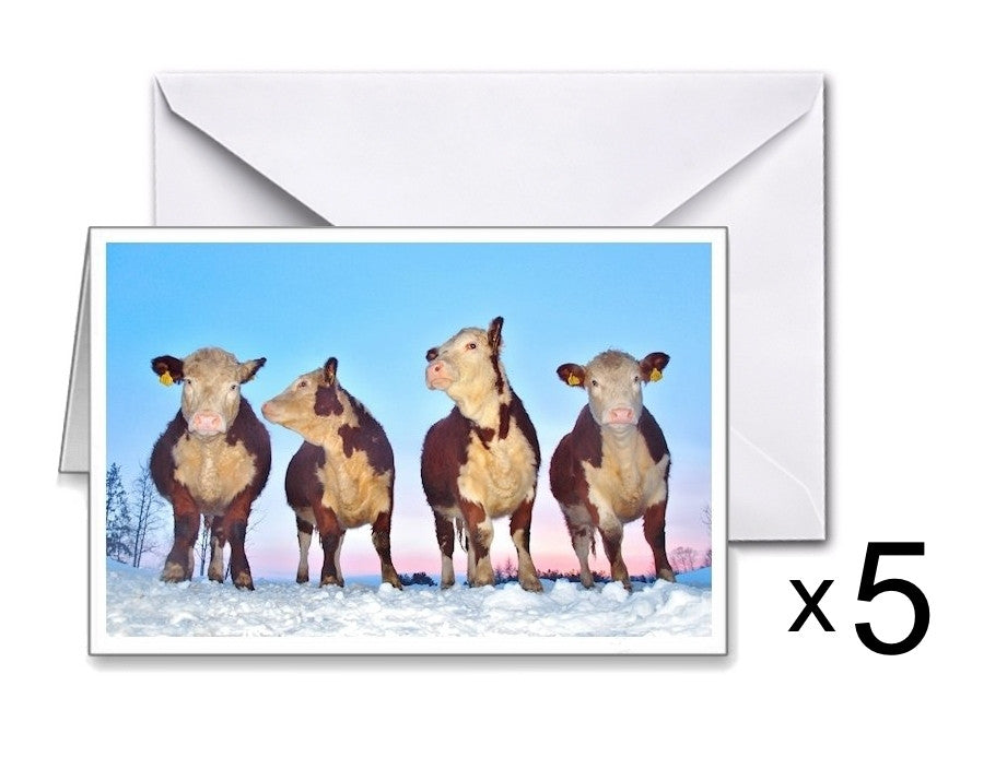 Cards: 5 Kviger i solnedgang (Heifers by Sunset)