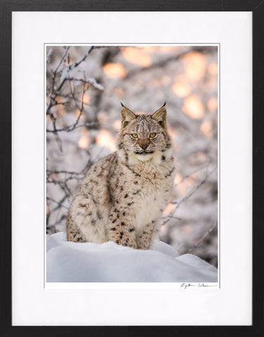 Lynx
